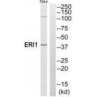 Rabbit Polyclonal Antibody to ERI1