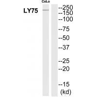 Rabbit Polyclonal Antibody to LY75