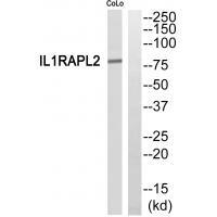 Rabbit Polyclonal Antibody to IL1RAPL2