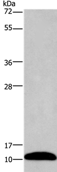 Rabbit Polyclonal Antibody to PCP4