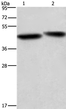 Rabbit Polyclonal Antibody to CASP9