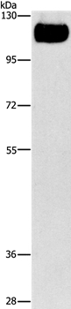 Rabbit Polyclonal Antibody to TLR4