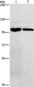 Rabbit Polyclonal Antibody to NFKB1