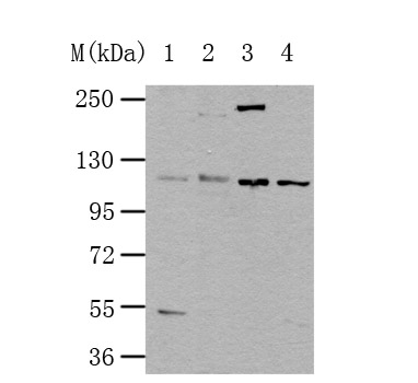 Rabbit Polyclonal Antibody to NLRP3