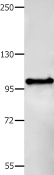 Rabbit Polyclonal Antibody to BCOR
