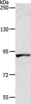 Rabbit Polyclonal Antibody to ACAD11