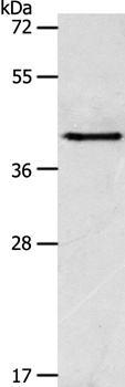 Rabbit Polyclonal Antibody to ACTR1A
