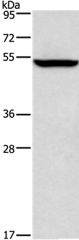 Rabbit Polyclonal Antibody to ALG12