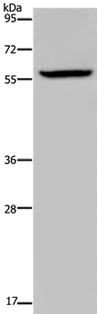 Rabbit Polyclonal Antibody to KDM4D