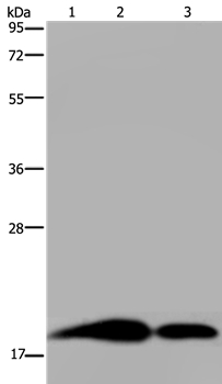 Rabbit Polyclonal Antibody to REG3G
