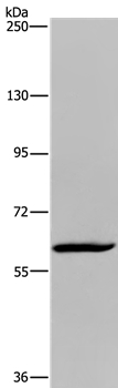 Rabbit Polyclonal Antibody to MIER2