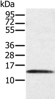 Rabbit Polyclonal Antibody to PAGE1