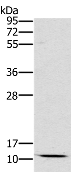 Rabbit Polyclonal Antibody to SCGB2A1