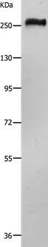 Rabbit Polyclonal Antibody to ACIN1