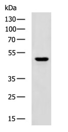Rabbit Polyclonal Antibody to CHRM4
