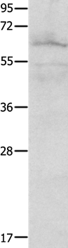 Rabbit Polyclonal Antibody to FOXJ2