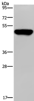 Rabbit Polyclonal Antibody to PSMD11