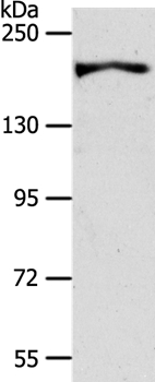 Rabbit Polyclonal Antibody to AKAP12