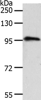 Rabbit Polyclonal Antibody to TRPC3