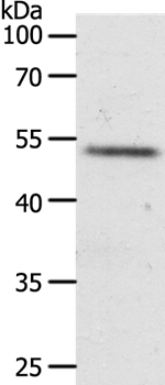 Rabbit Polyclonal Antibody to RXFP3