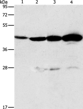 Rabbit Polyclonal Antibody to APOBEC3D
