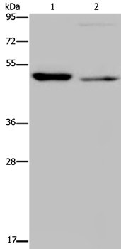 Rabbit Polyclonal Antibody to NUCB2