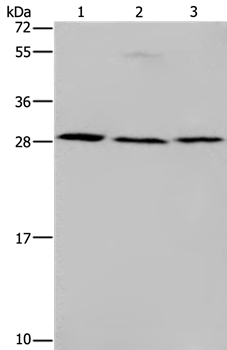 Rabbit Polyclonal Antibody to TP53INP1