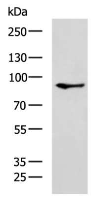 Rabbit Polyclonal Antibody to PARP8