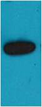 Rabbit Polyclonal Antibody to mOrange Rabbit