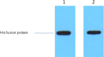 Mouse Polyclonal Antibody to AmCyan Mouse