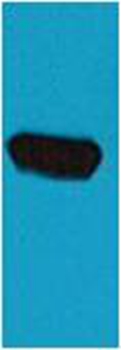 Mouse Polyclonal Antibody to EBFP Mouse