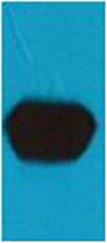 Mouse Polyclonal Antibody to mStrawberry Mouse