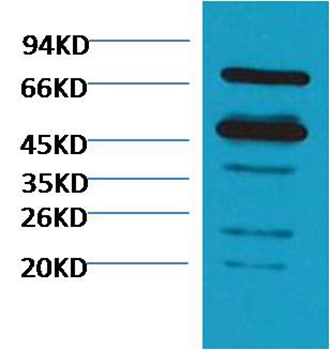 Mouse Polyclonal Antibody to Rubisco Mouse(Large Chain)