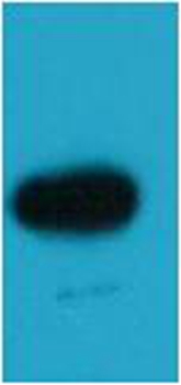 Rabbit Polyclonal Antibody to EBFP Rabbit