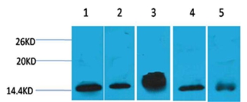 Mouse Monoclonal Antibody to Histone H2B Mouse