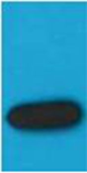 Mouse Monoclonal Antibody to mStrawberry Mouse