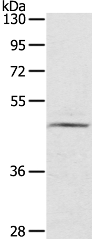 Rabbit Polyclonal Antibody to CERS3