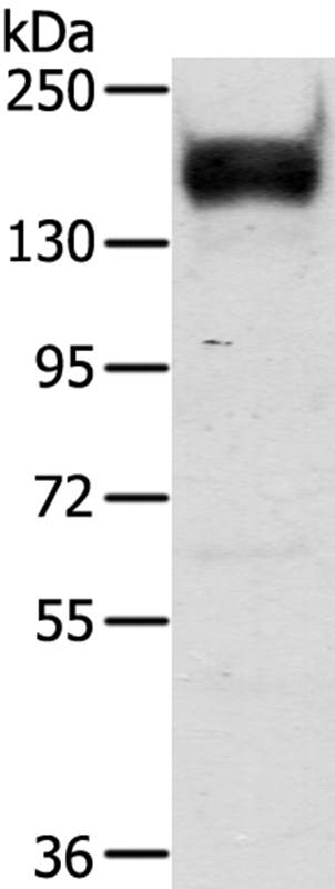 Rabbit Polyclonal Antibody to RASAL2