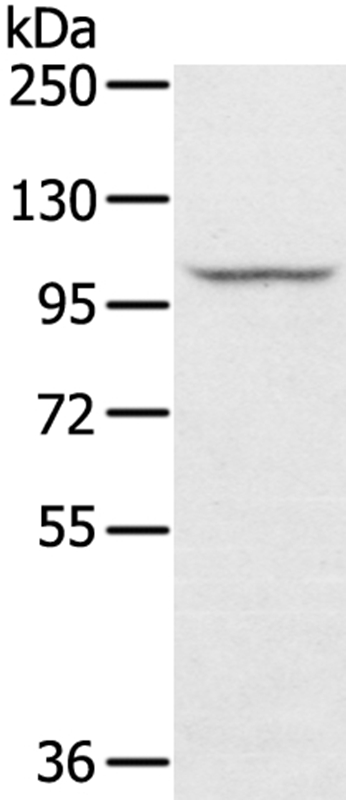 Rabbit Polyclonal Antibody to STARD8