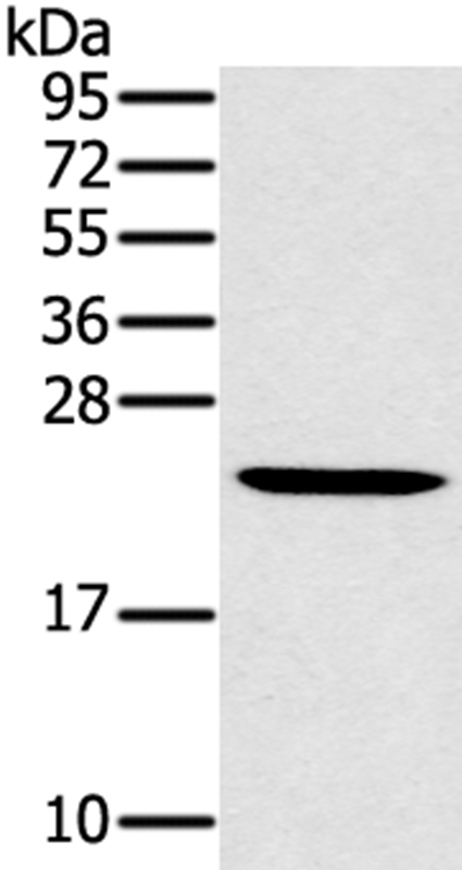 Rabbit Polyclonal Antibody to MED22