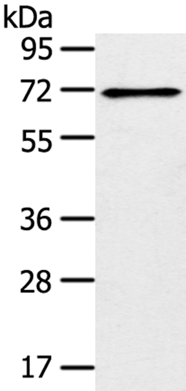 Rabbit Polyclonal Antibody to TRIM47