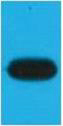 Mouse Monoclonal Antibody to mOrange