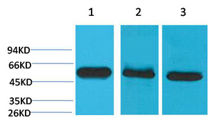 Mouse Monoclonal Antibody to Caspase-8