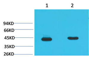 Mouse Monoclonal Antibody to HAO1