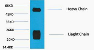 Mouse Monoclonal Antibody to Rabbit IgG (H+L)