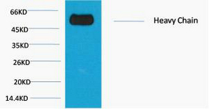 Mouse Monoclonal Antibody to Rabbit IgG (Fc specific, Heavy Chain)