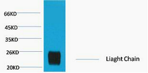 Mouse Monoclonal Antibody to Rabbit IgG (Light Chain Specific)