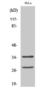 Rabbit Polyclonal Antibody to Cleaved-Caspase-6 p18 (D162)