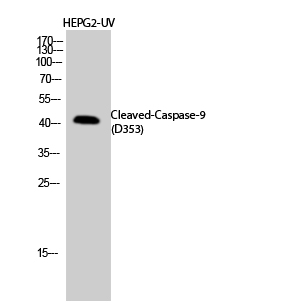 Rabbit Polyclonal Antibody to Cleaved-Caspase-9 (D353)