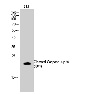 Rabbit Polyclonal Antibody to Cleaved-Caspase-4 p2(Q81)